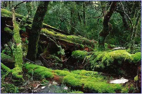 探秘美丽的原始森林