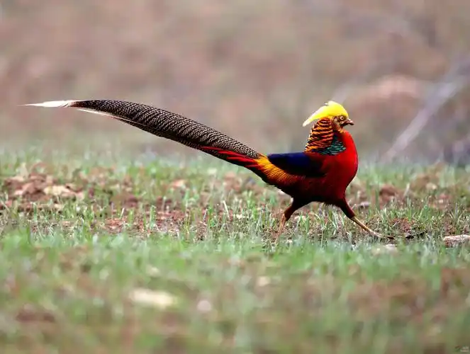 洛宁县拍红腹锦鸡