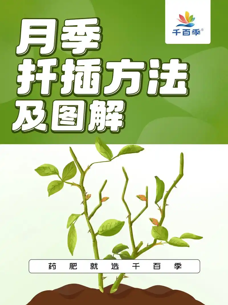 月季扦插方法图解,超详细75.