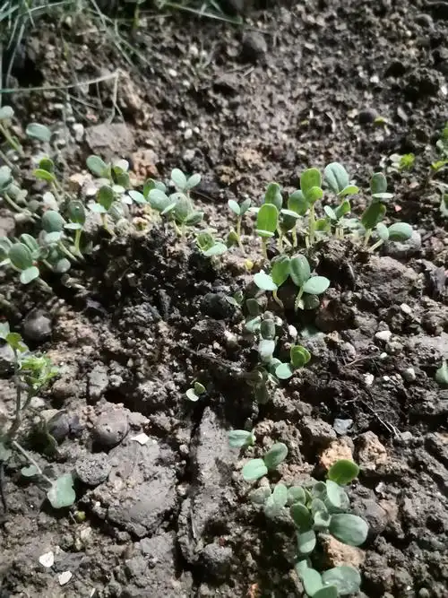 种植百日草!四(2)班 李翊泽