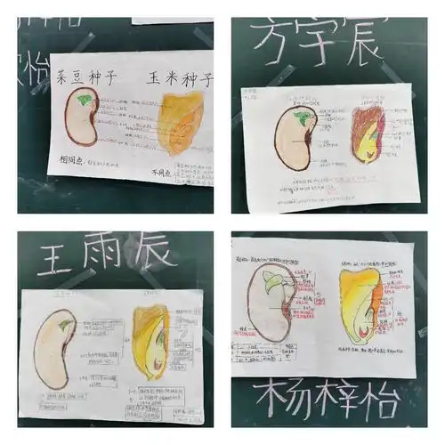 是否注意了细节知识,对比单双子叶结构的异同点,它们的结构印入你的