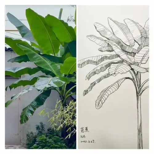 雨打芭蕉植物线描
