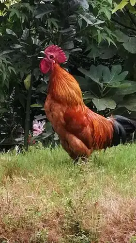 8.15芷江神鹤老年公寓6点半钟见闻.(公鸡打鸣声)