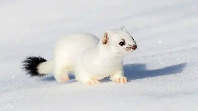 因皮毛珍贵被人类捕杀,却依然泛滥成灾,白鼬是如何做到的?