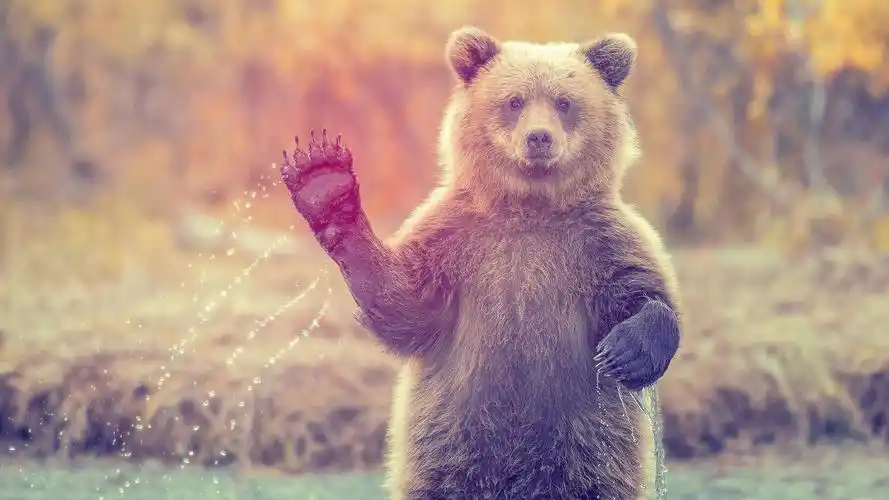 自然动物熊哺乳动物bearsanimalsmammals壁纸图片