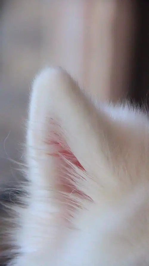 猫咪,猫咪,喵星人,可爱动物,萌萌哒,萌宠,汪星人,手机壁纸毛绒绒耳朵