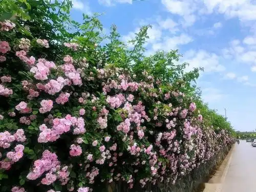 汉中这4处"蔷薇花墙"迎来颜值巅峰,出片率超高,速去打卡_留坝
