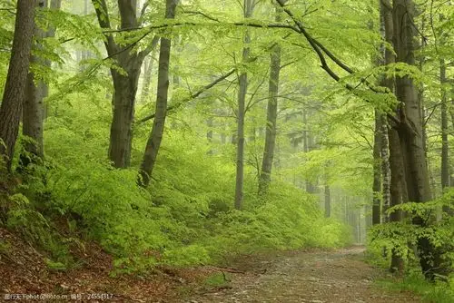 林间小路风景图片