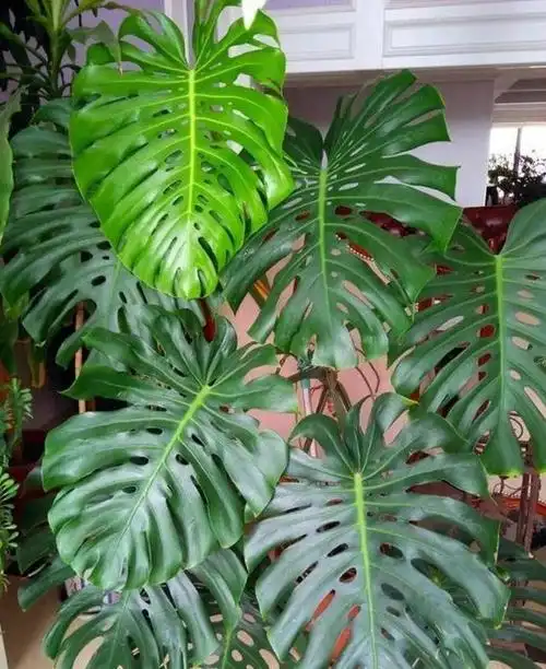 龟背竹图片 龟背竹图片(龟背竹图片大全) 生活