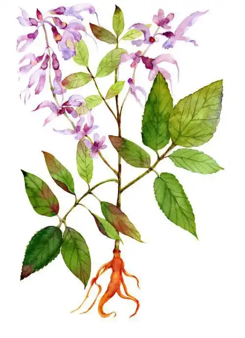 「每天认识一味中药」丹参——活血化瘀,理气止痛