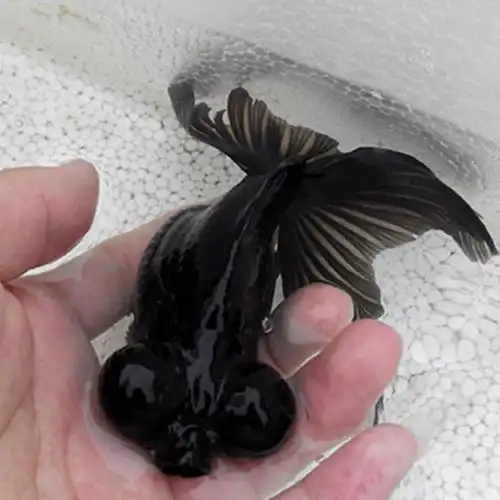 观赏小金鱼 活体淡水黑龙睛宠物小金鱼 上海养殖批发活体宠物鱼