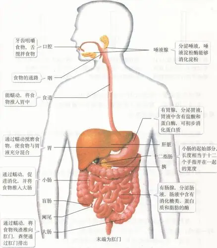 消化(有机物)动物或人的消化器官把食物变成可以被机体吸收养料的过程