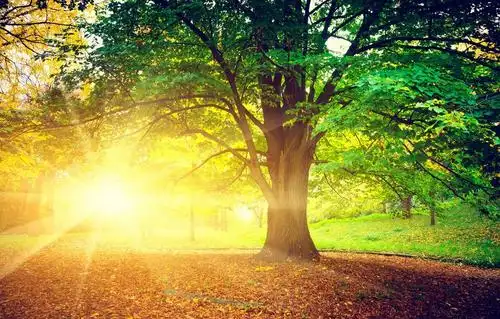 15米的大榕树生长着一棵"天空之树"这里约1200㎡的阳光草坪里一树美好