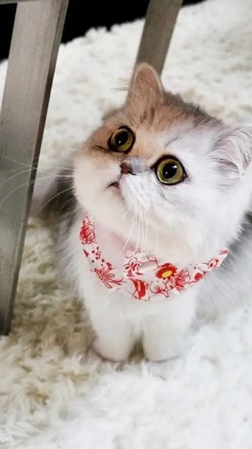 这是迄今为止看过的最萌的猫咪!杭州一90后小哥哥为了这只萌猫
