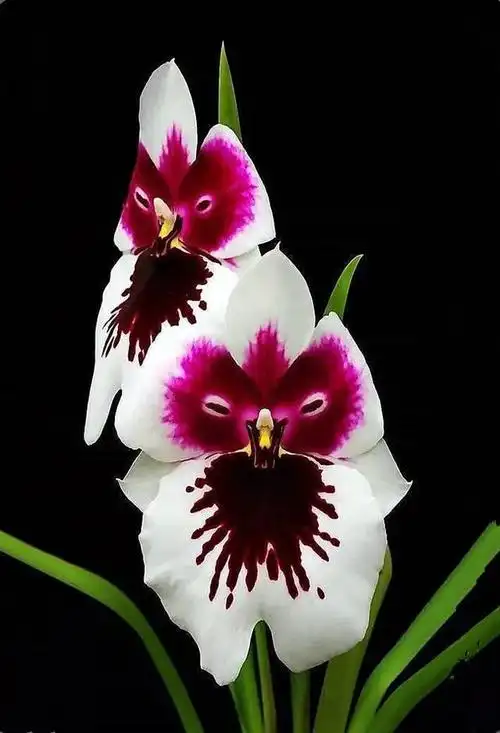 100种状如其名的奇花异草,太有意思啦!