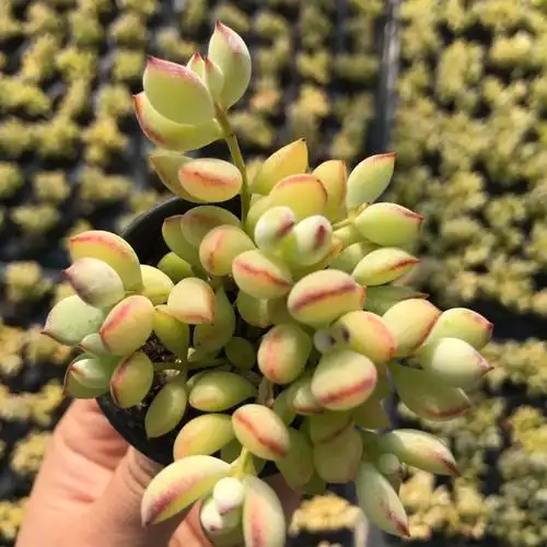 达摩福娘老桩群生进口多肉植物组合盆栽阳台多肉植物