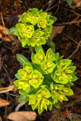 野生植物-狼毒大戟