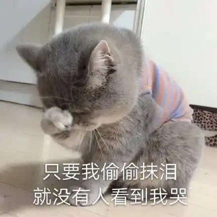 只要我偷偷抹泪就没有人看到我哭(猫咪表情包)_抹泪_猫咪表情