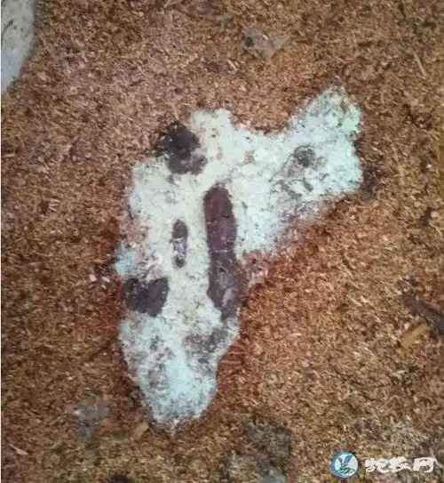 图说养蛇一组用鸡头喂蛇试吃后粪便分析