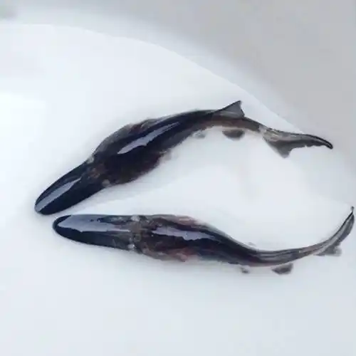 广州供应鸭嘴鲟鱼苗匙吻鲟鱼苗批发鸭嘴鱼苗出售包教养殖技术