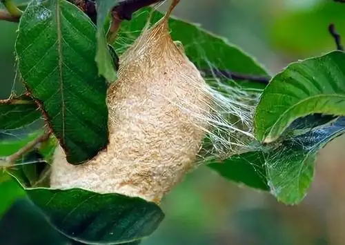 南召柞蚕▼南召辛夷▼皇路店花生▼南召板栗▼美食特产楚长城遗址▼