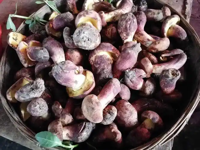 云南野生食用菌