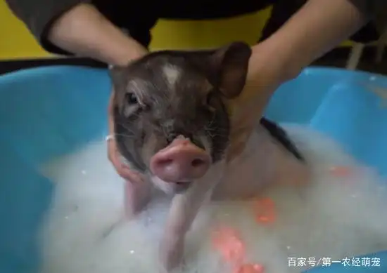 在给小香猪洗澡时,若是没有给它们用宠物专用的沐浴露,那么这个澡就算