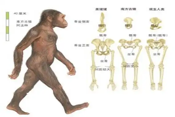 最早的人类祖先-南方古猿