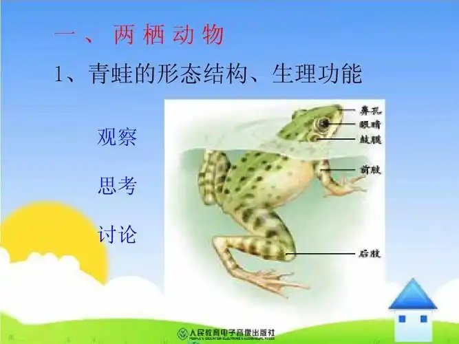 两栖动物和爬行动物 一,两栖动物 1,青蛙的形态结构,生理功能 观察