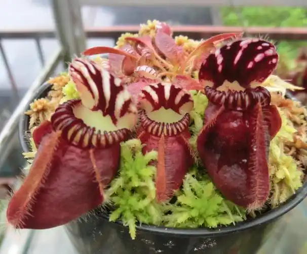 食虫植物 - 土瓶草 (cephalotus follicularis)