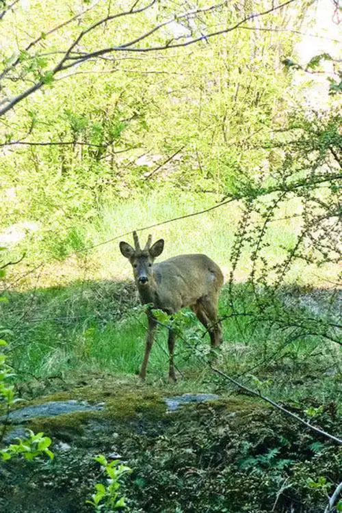 偶蹄目反刍亚目麝科香獐子