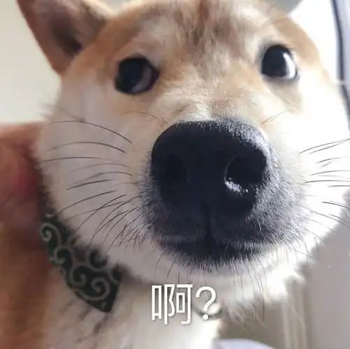 柴犬 芋圆 表情包