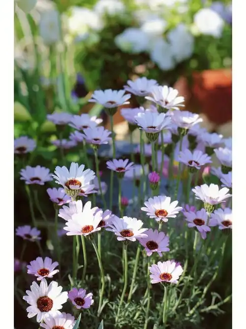 来看一看这两盆度夏的摩洛哥雏菊现在的样子