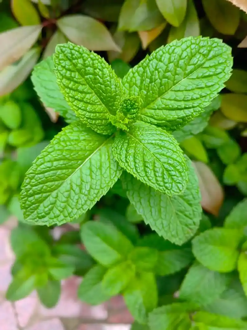 q 薄荷的功效与作用 薄荷是一种有特种经济价值的芳香作物,中 - 抖音