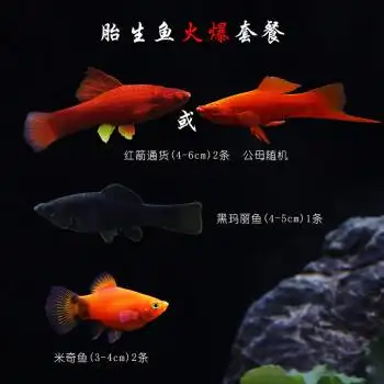 红箭鱼活体观赏鱼高鳍红箭剑尾鱼米奇胎生鱼热带鱼皮球玛丽鱼活体胎生