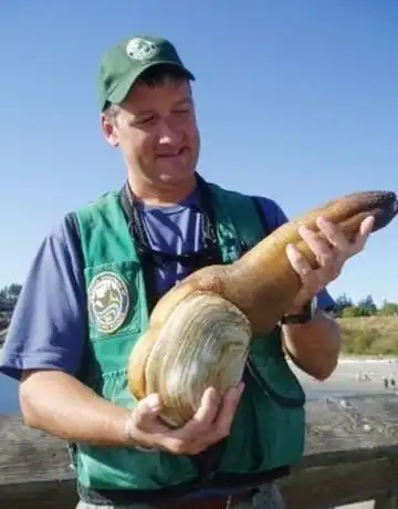 最近,外媒称象拔蚌在中国热销