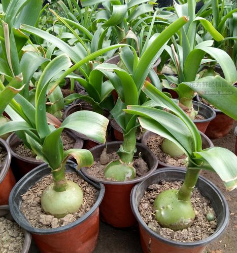 玻璃球虎眼万年青阳台盆栽庭院种球植物海葱水晶球旱三七奇花