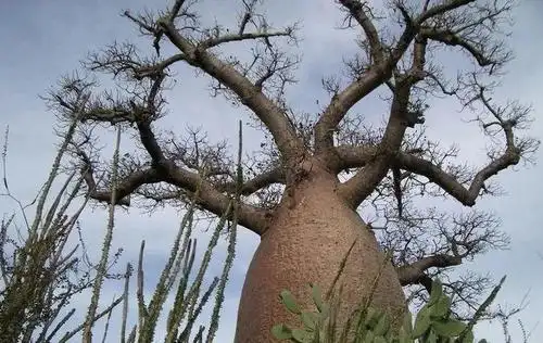 一棵树还能这么"凶"啊?又是食人又是吸血的