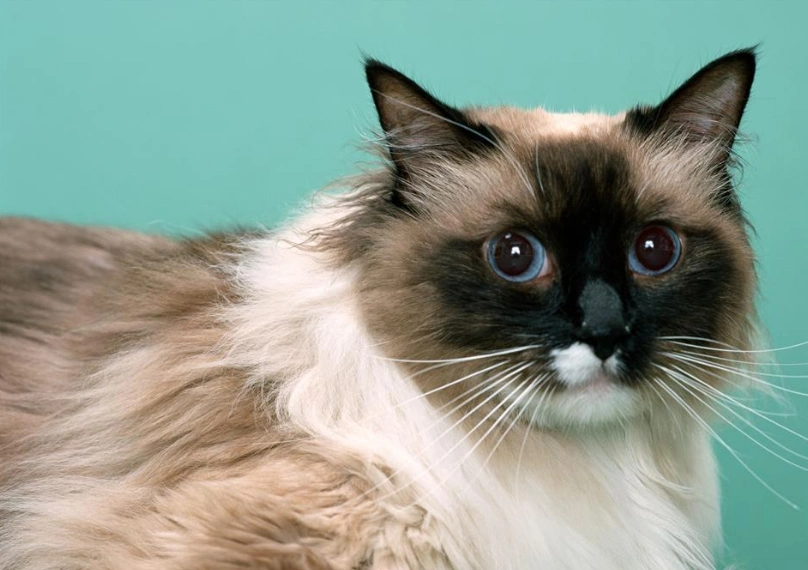 世界上最好看的4大美猫拥有一只包你爱不释手网友人不如猫