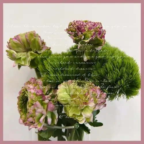 方德玫红锦鲤洋牡丹绿石竹