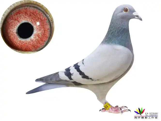 信鸽在线拍卖平台 - 中国信鸽信息网