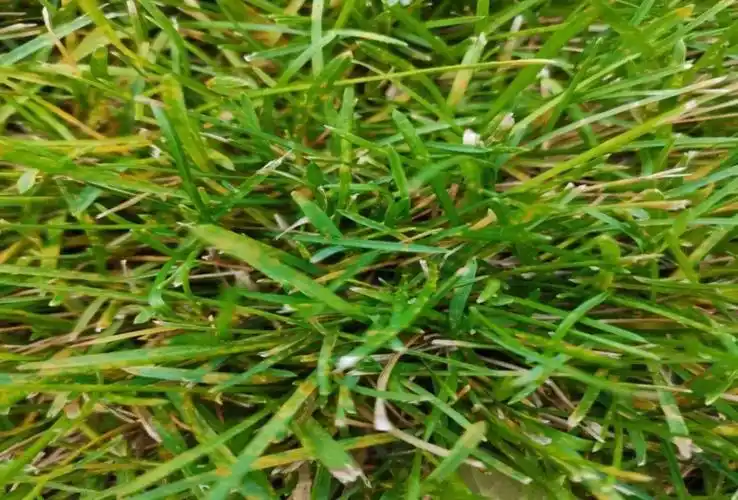 园林植保|草坪锈病的发生及防治