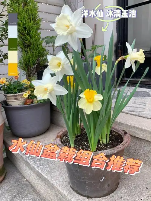 今年已经开花的洋水仙组合品种挑选
