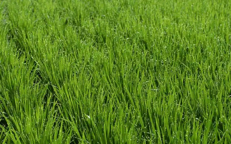 田园风光壁纸图片