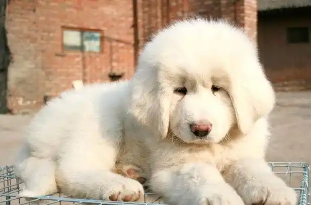 这只漂亮白色藏獒生十只小白獒价值高到主人能在北京买房