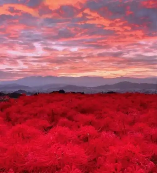 彼岸花的花语 女孩子喜欢彼岸花代表什么-伙伴百科网-让你的生活充满