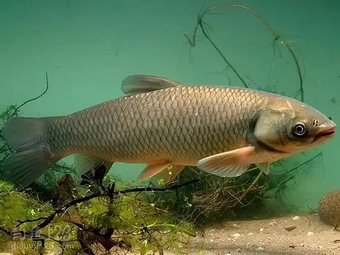 我国的淡水鱼类种类繁多,其中有四种鱼类被人们并称为"四大家鱼",这