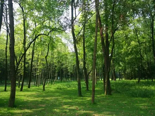 天然氧吧……森林公园风光