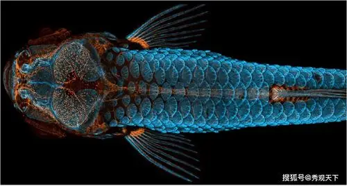 斑马鱼的血管与鳞片.