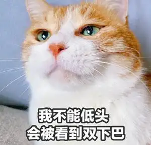 萌宠gif猫星人gif我不能低头gif会被看到双下巴gif呆萌gif可爱gif